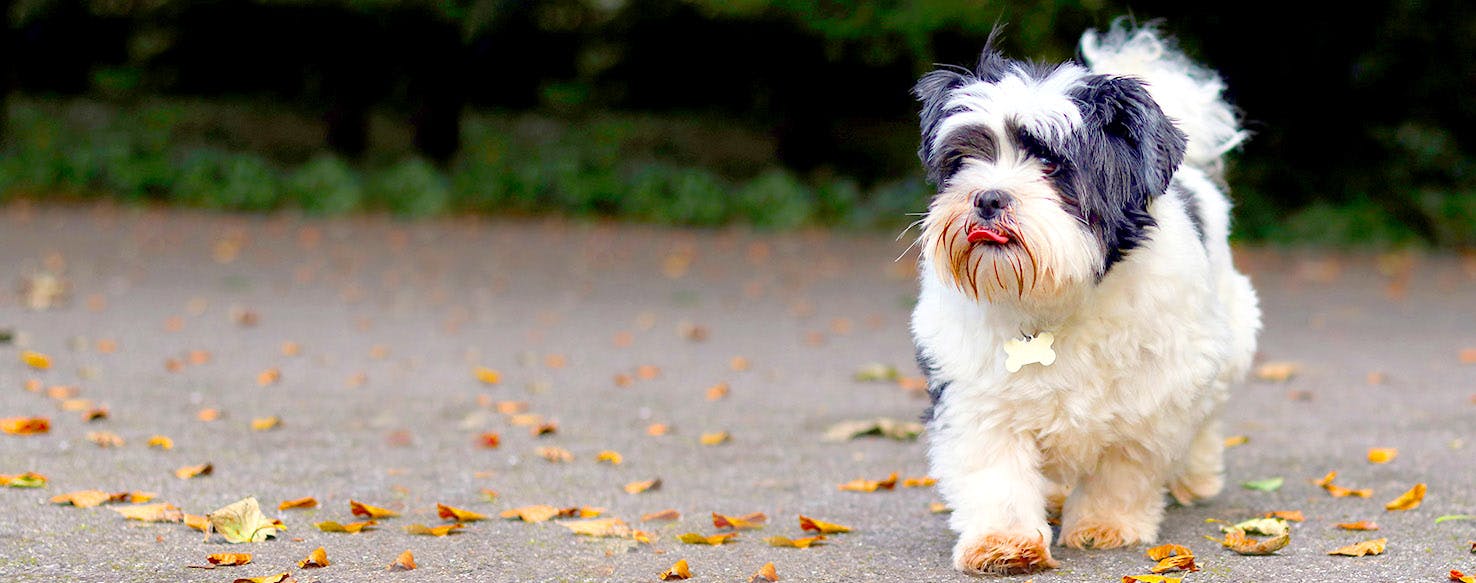 Lhasa Apso Dog Names Popular Male and Female Names Wag!